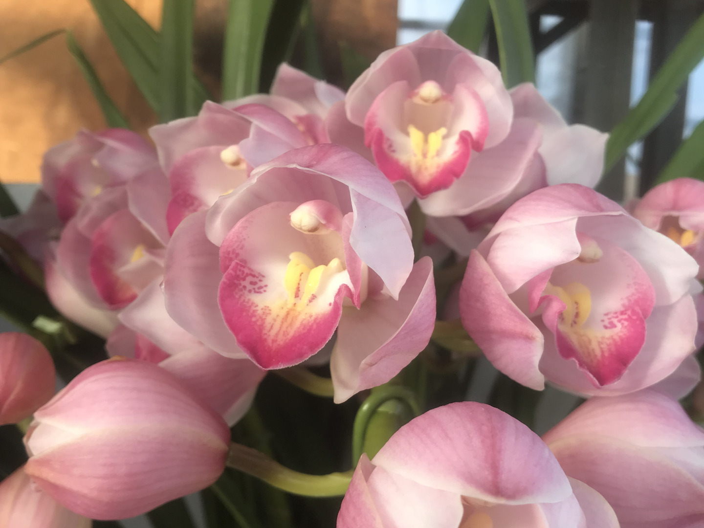 ☆シンビジューム☆ハートソング’キューティーハニー☆アーチ型☆6号鉢☆2F☆ 冬の贈り物】シンビジウム