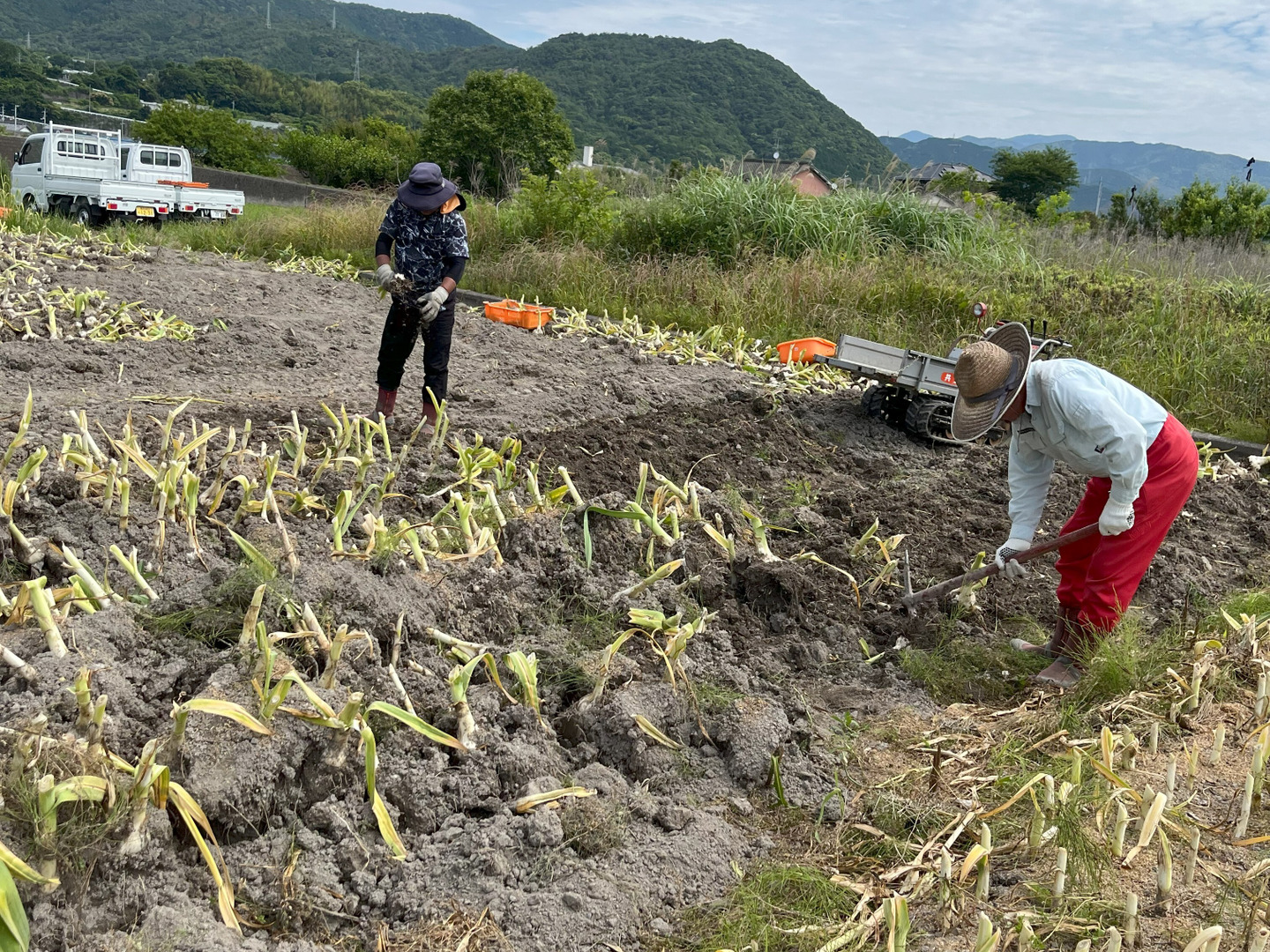 ジャンボニンニク 【厳選特大】バラ1.8キロ：高知県産のジャンボ