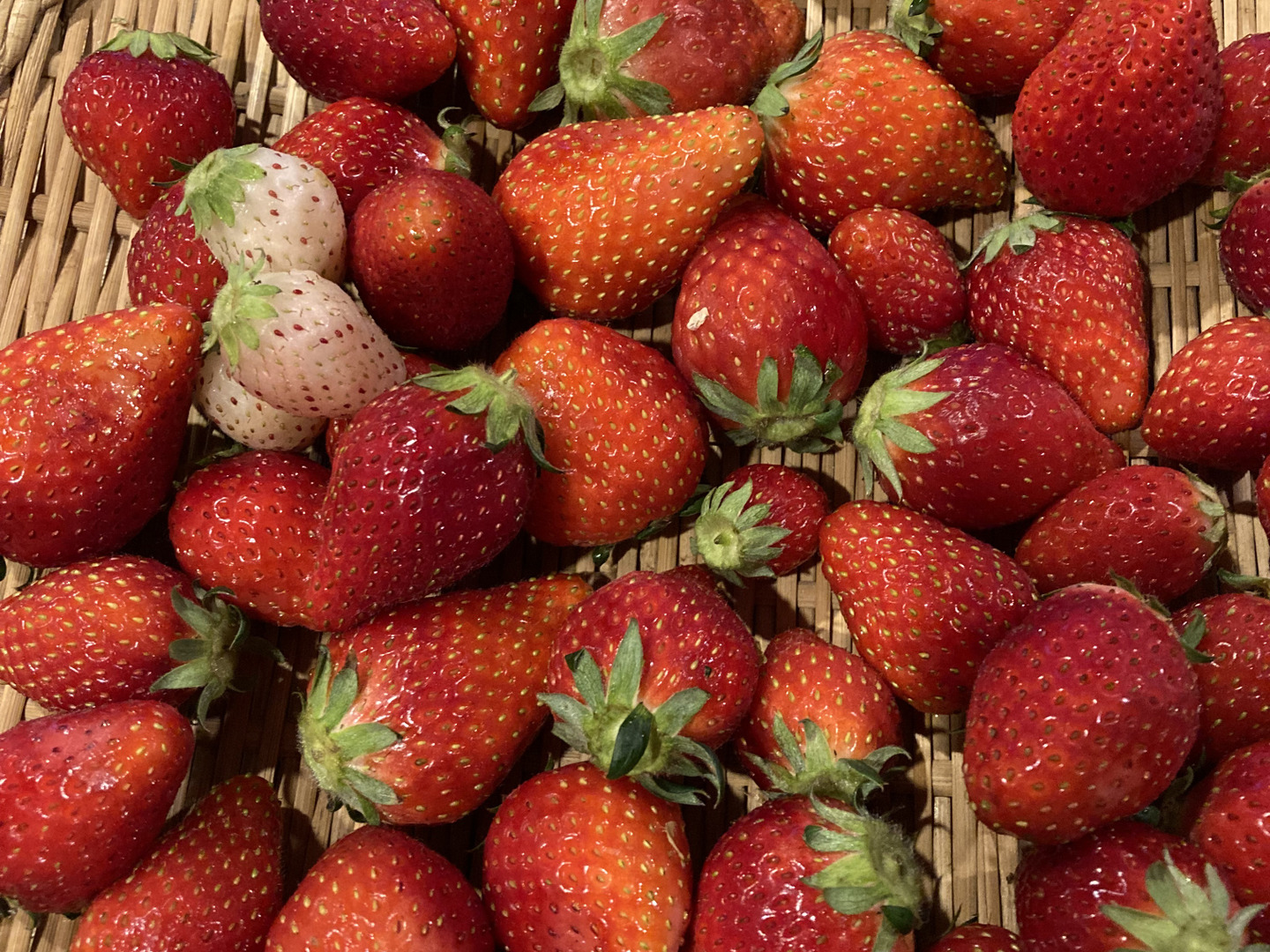 初売り 春SALE!! 朝摘み完熟❤️酵素栽培の トクトク🍓いちごの宝石箱 コーヒー