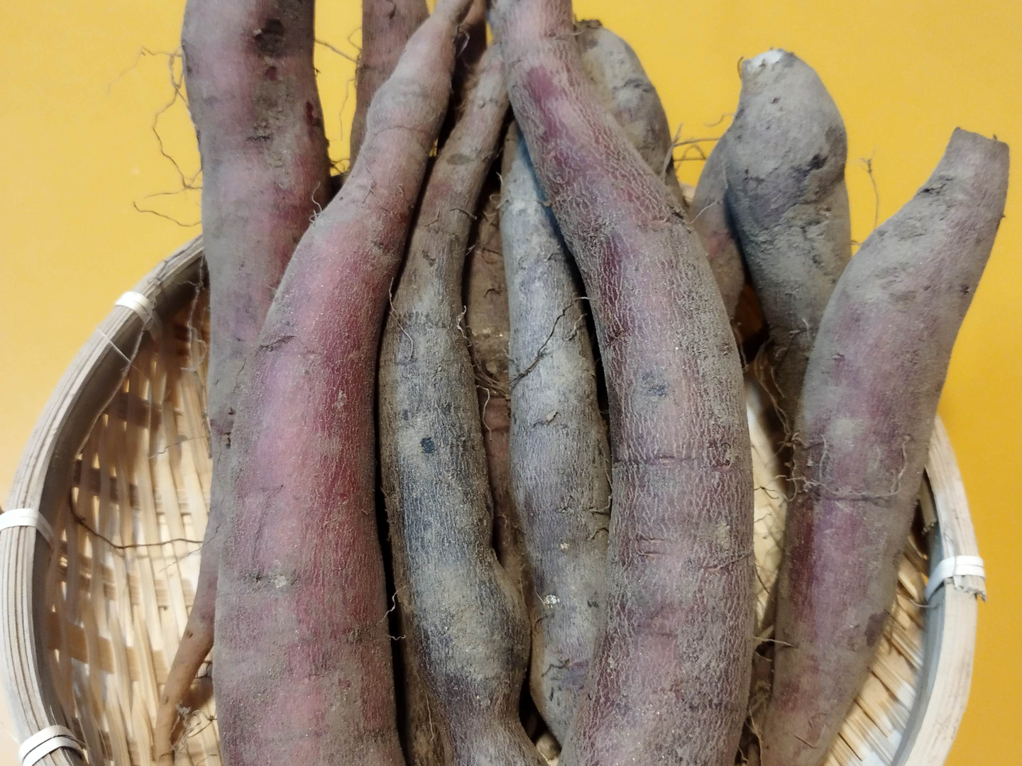 奥出雲産 農薬不使用野菜 自然栽培 スリムサイズヤーコン 2キロ：島根
