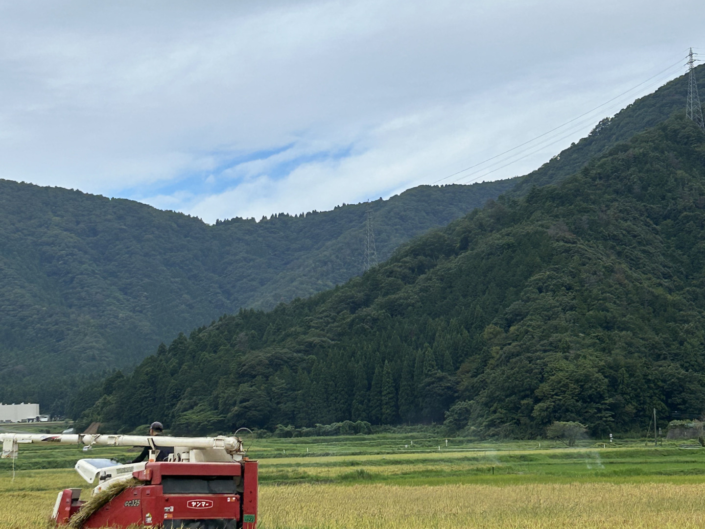 2026年新米コシヒカリ精米20kg予約販売です！：福井県産のコシヒカリ