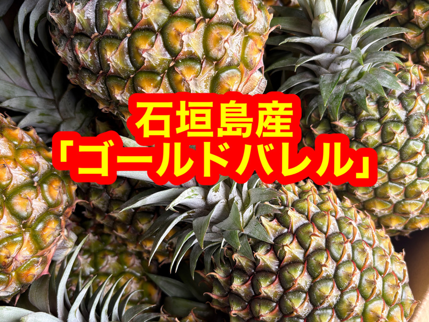 石垣島産「ゴールドバレル」8玉入り(小玉) 石垣島産「ゴールドバレル」5玉セット(小玉サイズ)：沖縄県産の