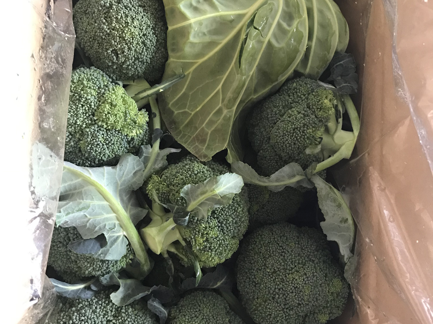 冬の感謝セール 3キロ入り小さいブロッコリー：愛知県産の野菜｜食べチョク 野菜