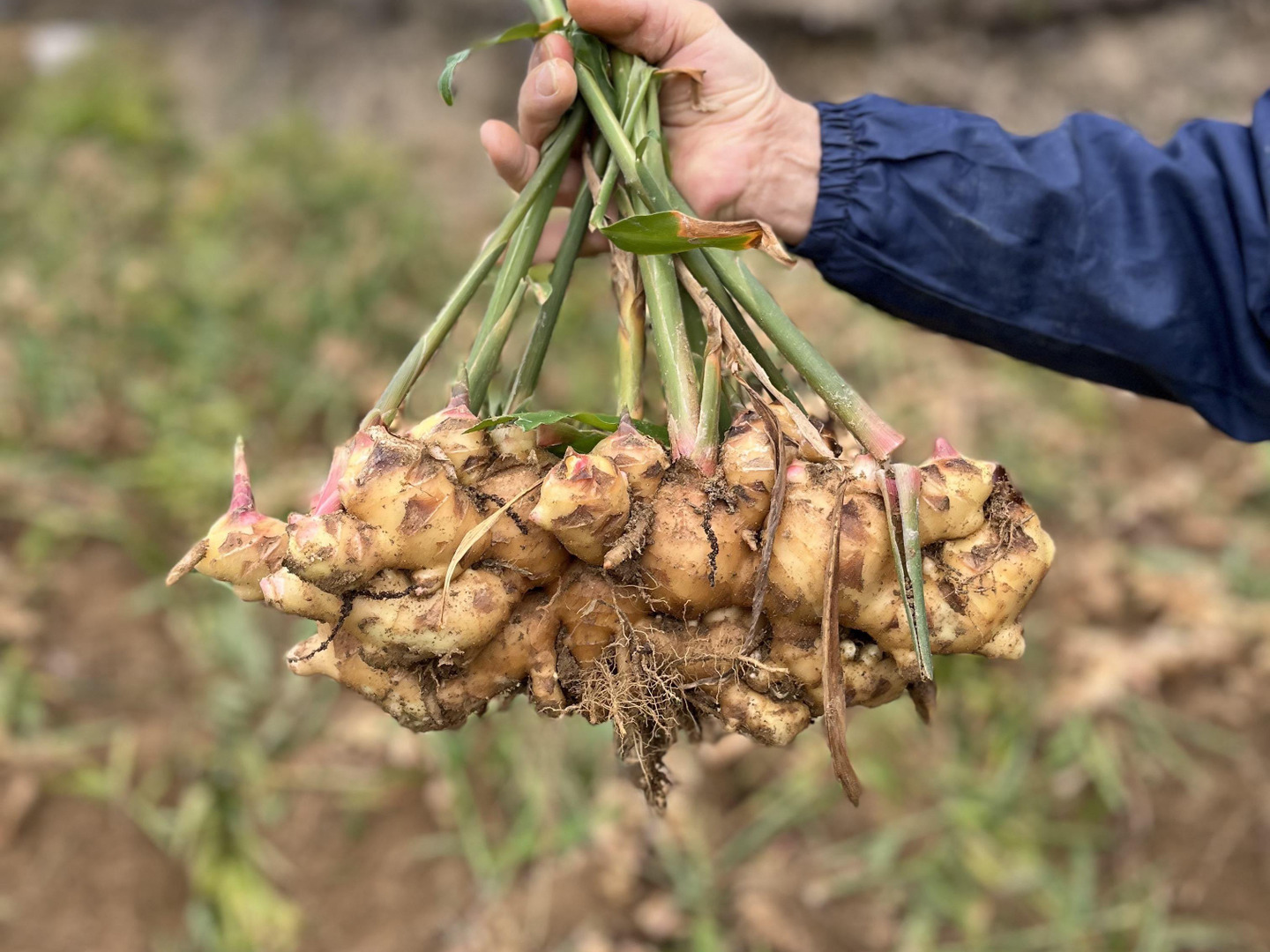 予約販売】2kg （ちょっとよかショウガ）熊本の大地の恵みで育てた生姜