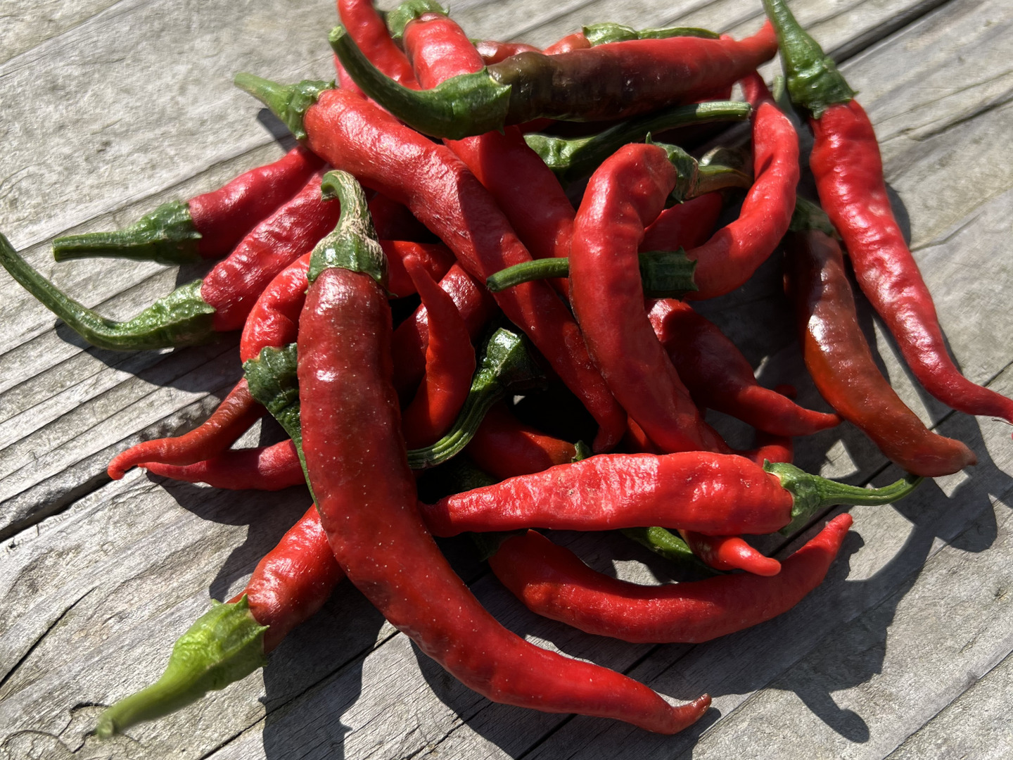 【赤唐辛子】 オーガニック生赤唐辛子🌶️南部大長南蛮【有機JAS認証取得】50g