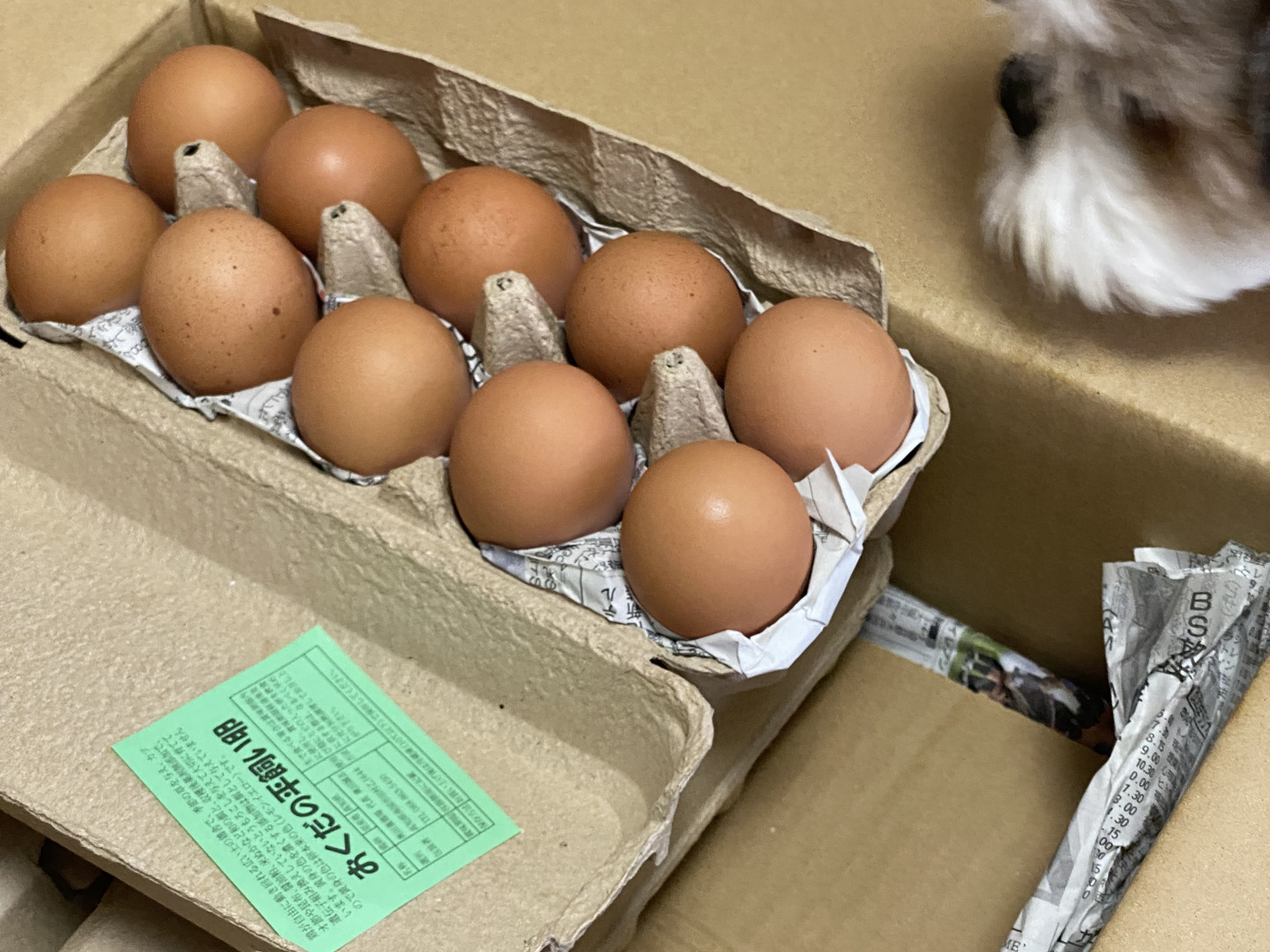 しあわせ卵かけご飯 平飼い卵30個：高知県産の平飼い｜食べ