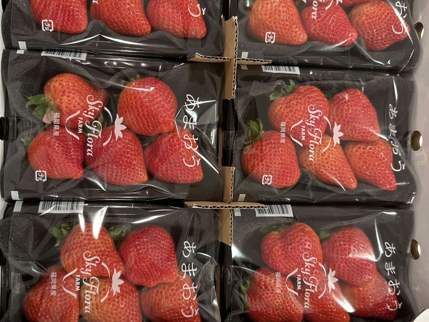 🍓イチゴ🍓家庭用🍓福岡県産🍓 空中で真っ赤に実る🍓 【あまおう