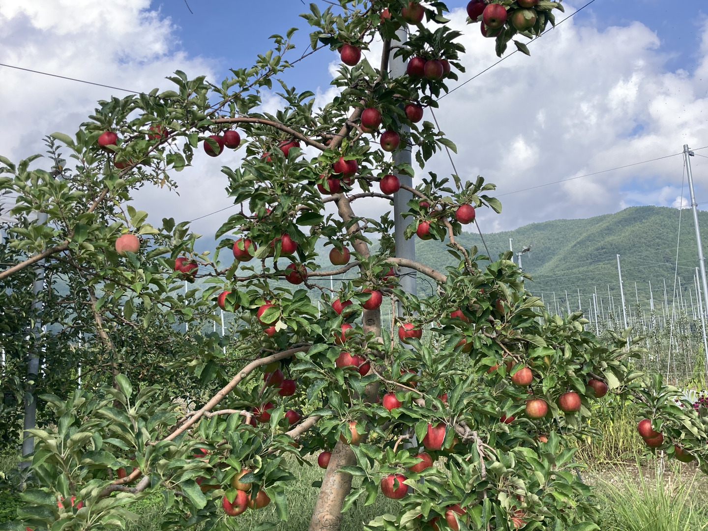 安曇野産紅玉5kg箱☆すっぱいお料理りんご☆無選別規格（4.6kg