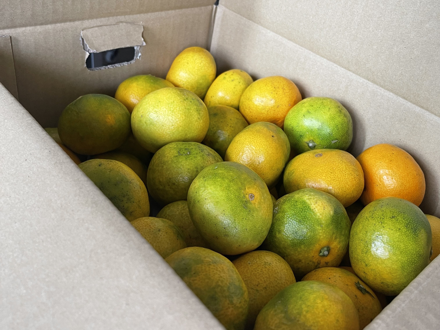 青みかん ５個 🍃【数量限定・皮ごとOK】青みかん2.5kg＊夏のめぐり整う“青の