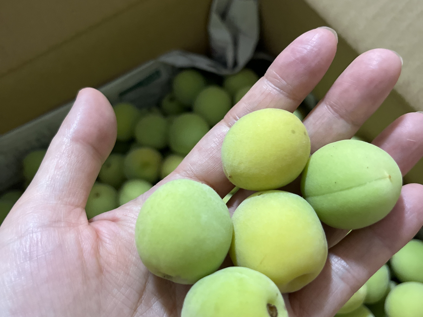 m m m m o　山形県産　青梅　10kg Amazon | 竹城青果 山形県産 加工用 青梅 5kg | 竹城青果 | 梅の
