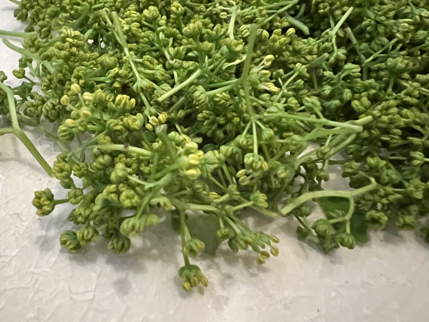 天然の木の芽（山椒の新芽）花山椒入り 50g 約500枚以上：福島県産の葉