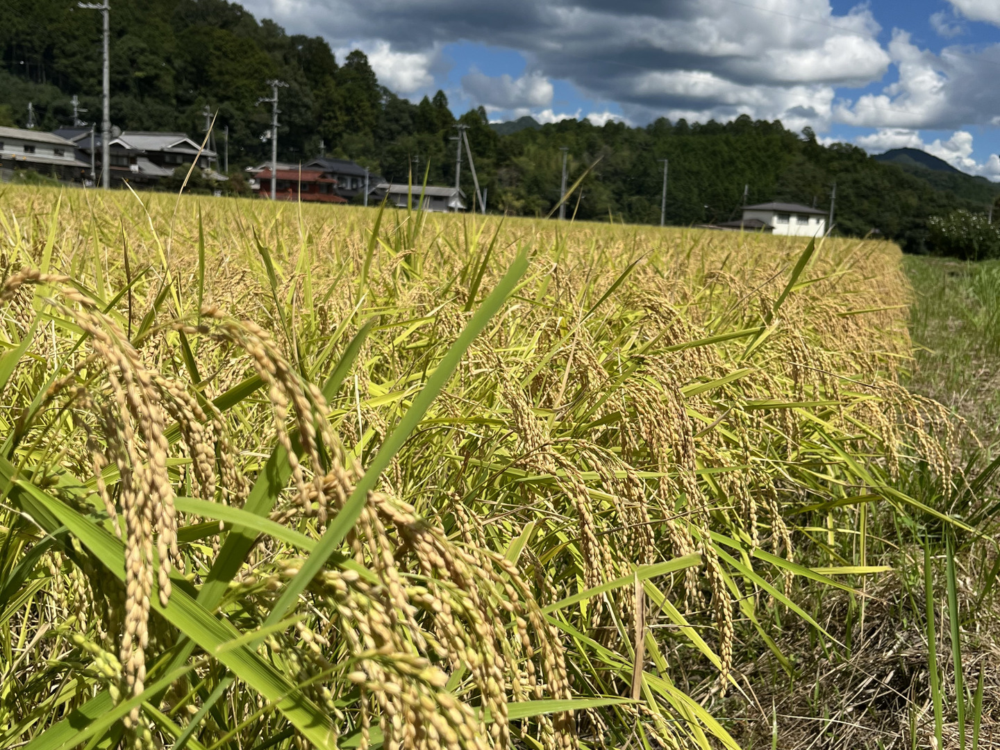 R6年産新米【兵庫県丹波篠山産】コシヒカリ10kg：兵庫県産の