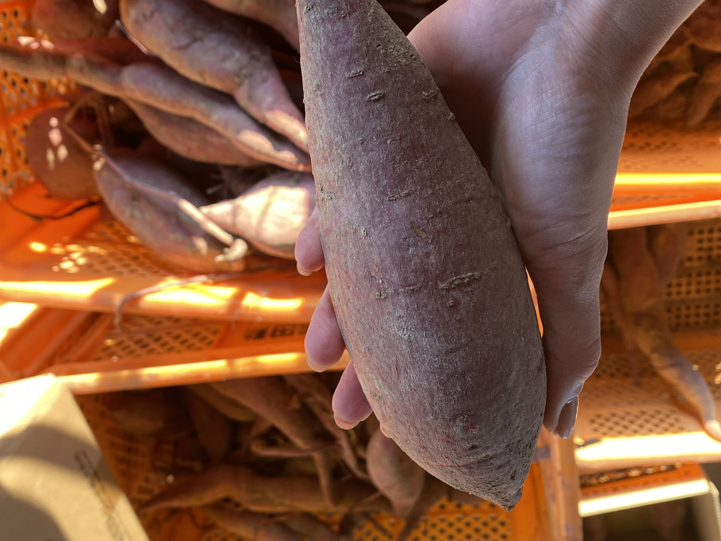 【通販 人気】 自然農法☆熟成☆栄養価の高いサツマイモ紅おとめ 2kg 土付き 野菜