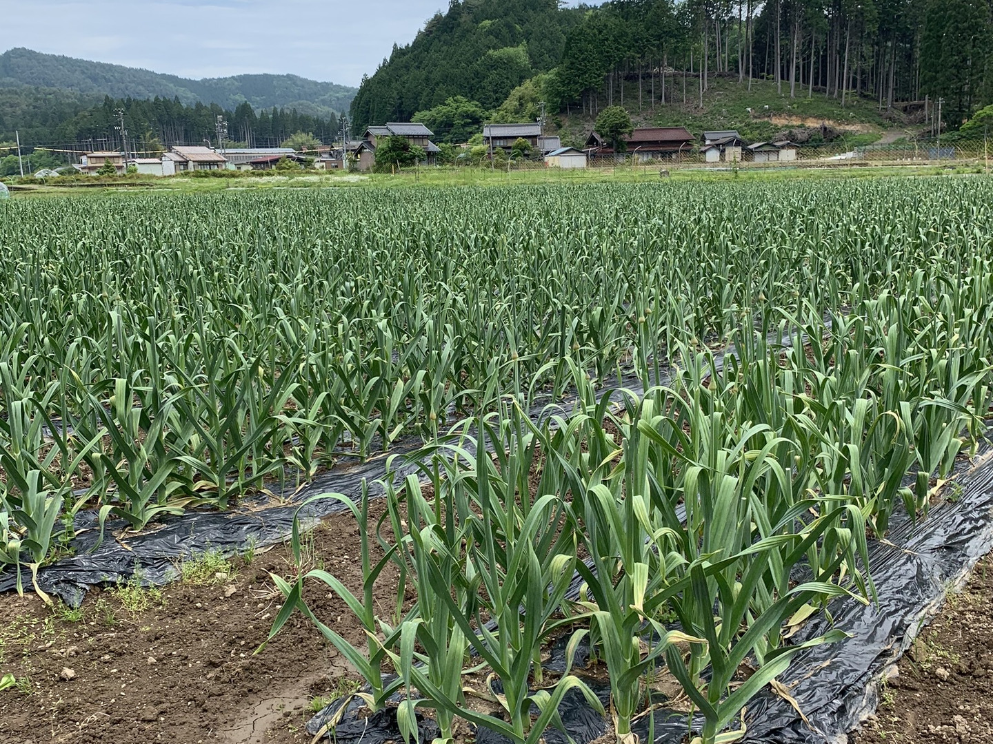 黒のどでかにんにく150g ✖️6個【岐阜県郡上市産】 黒のどでかにんにく150g ✖️6個【岐阜県郡上市産】 食品
