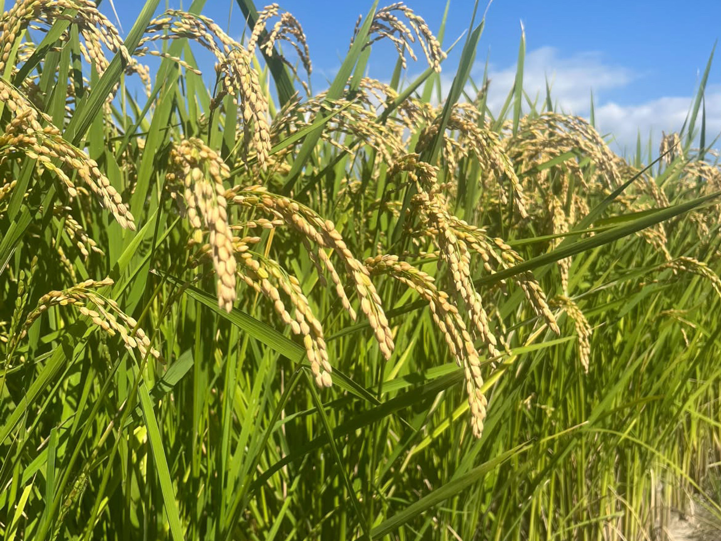 令和8年 淡路島産 農薬不使用 化学肥料不使用 玄米 8Kg (税込)：兵庫県