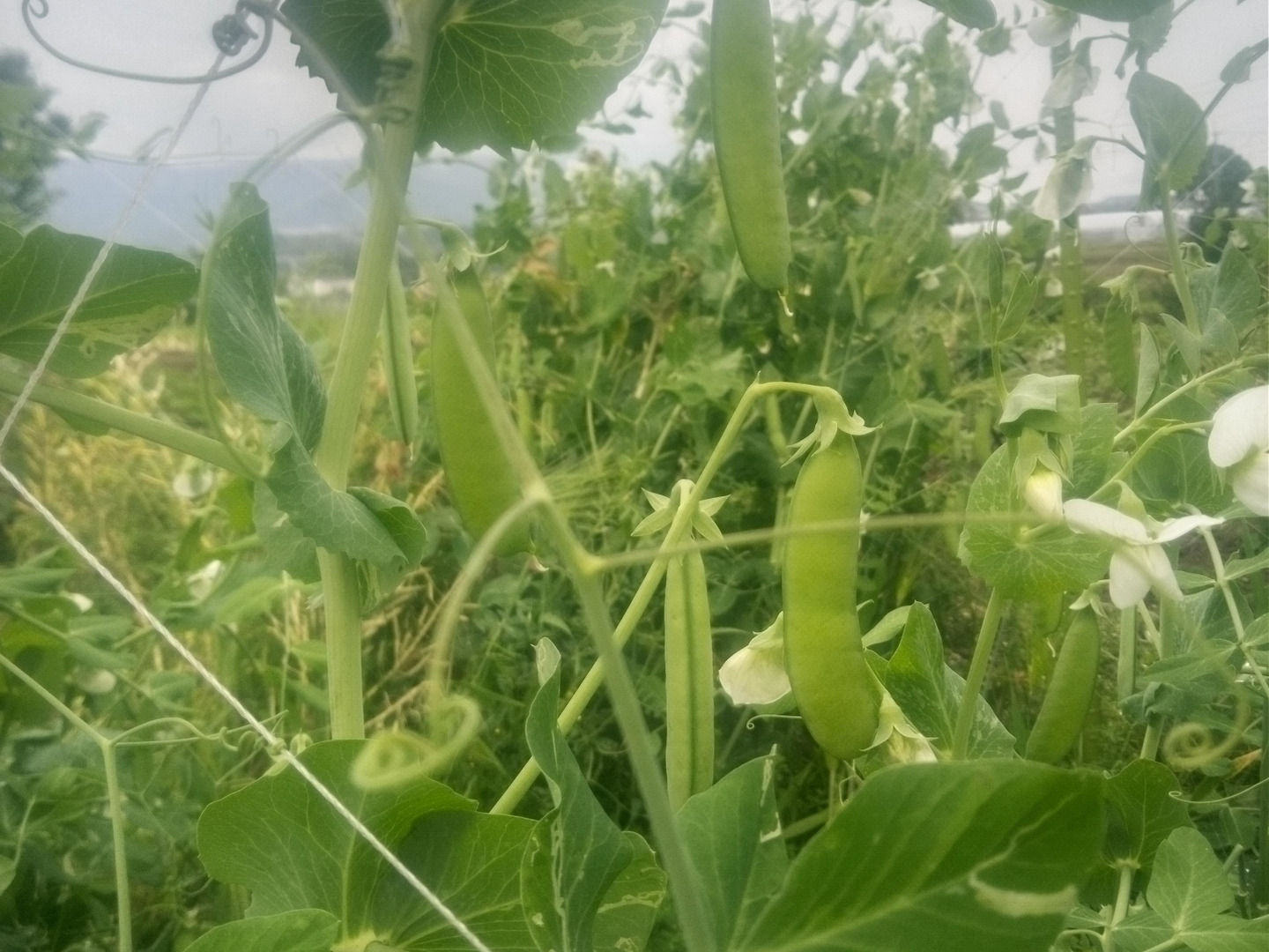 【楽天ランキング1位】 うすいえんどう 和歌山県特産 自家採種、肥料農薬不使用、500g 野菜