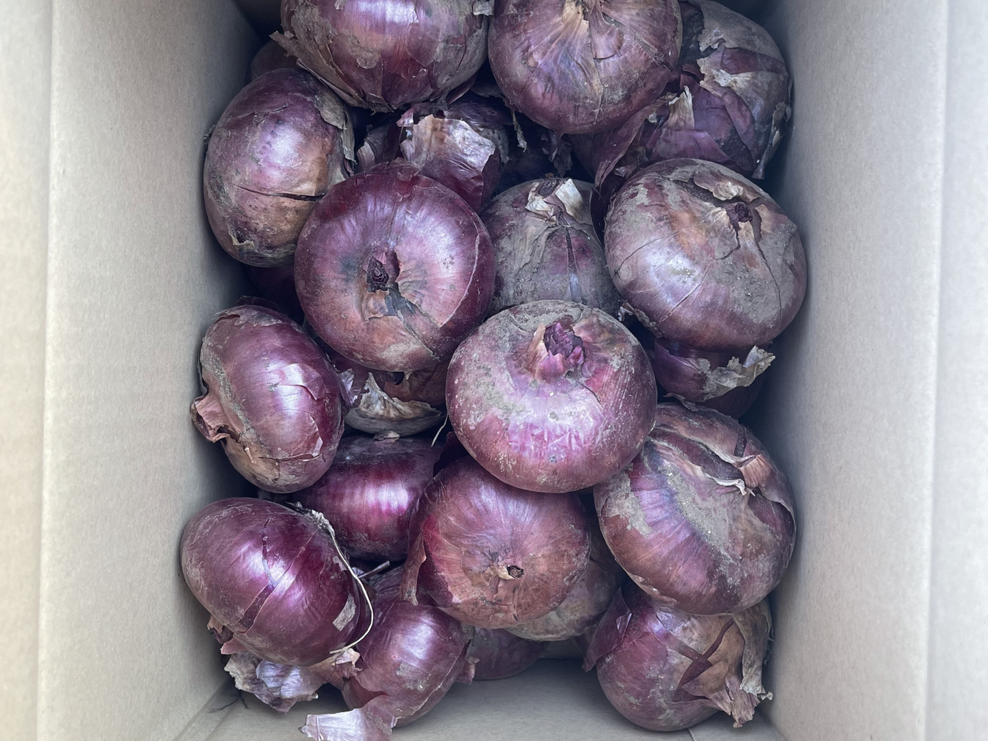 新玉ねぎ！ケルたまルビー！5kg！：茨城県産のケルたまルビー