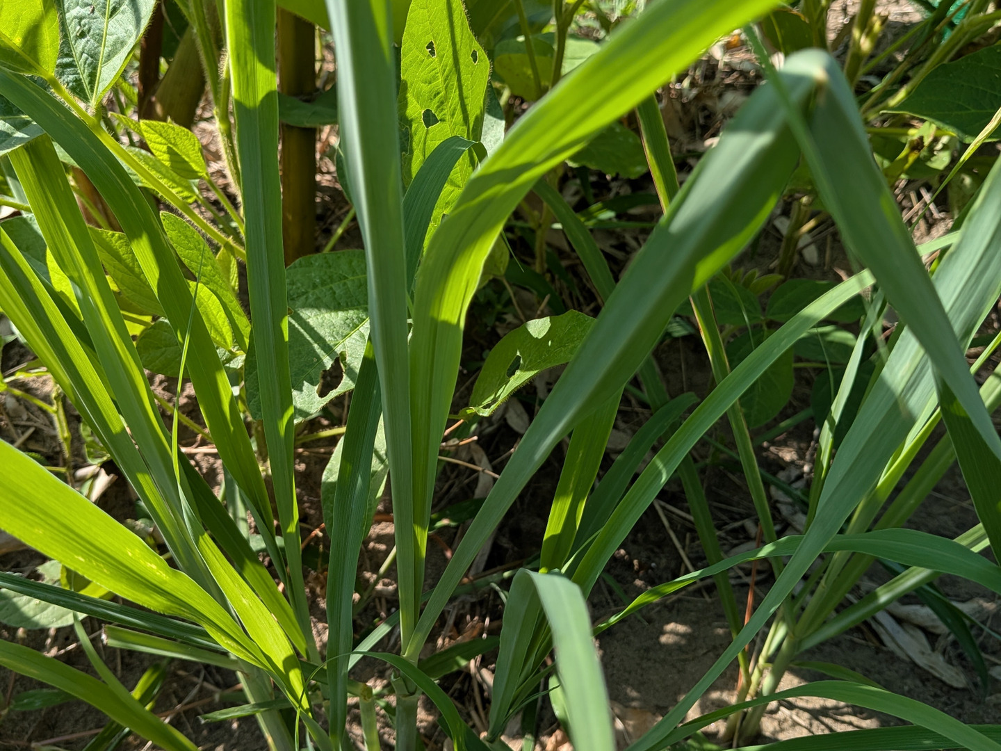 レモングラスの生葉🌿20cmの長さ10本から🌿農薬、除草剤、化学肥料等不