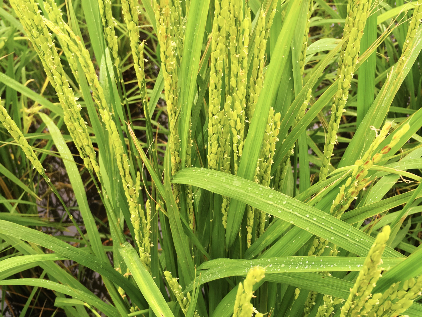 精米後発送!R6年徳島県産農薬不使用アキサカリ2kg(玄米時の 精米後発送!R6年徳島県産農薬不使用アキサカリ2kg(玄米時の