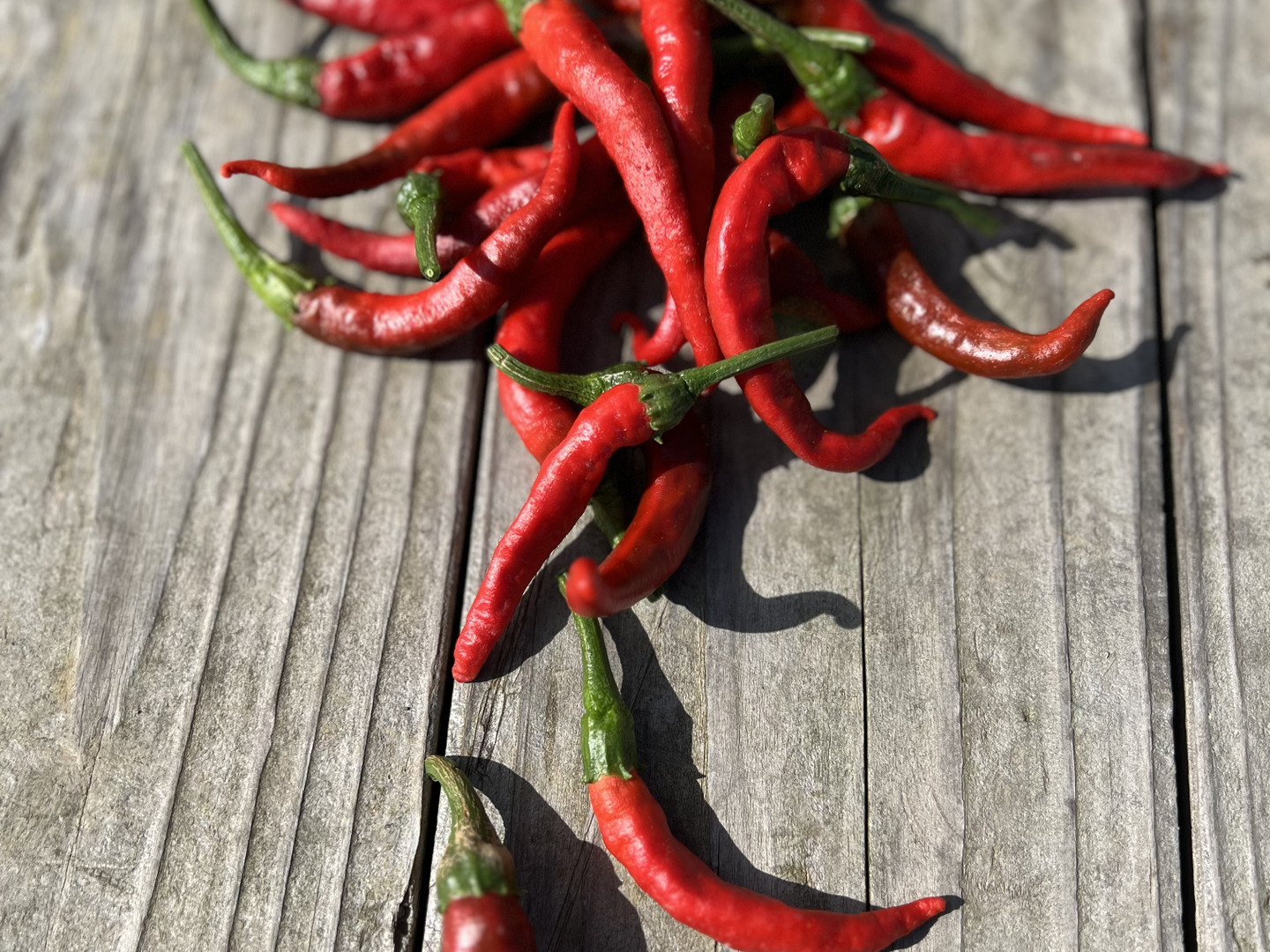 オーガニック生赤唐辛子🌶️南部大長南蛮【有機JAS認証取得】50g