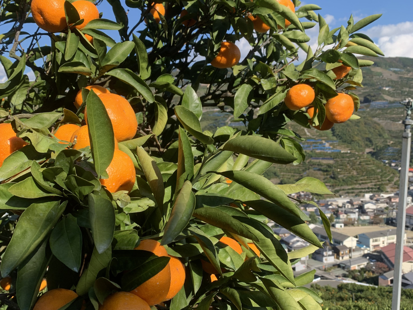 極上みかん5kg：愛媛県産のみかん・柑橘類｜食べチョク｜産地直送(産直