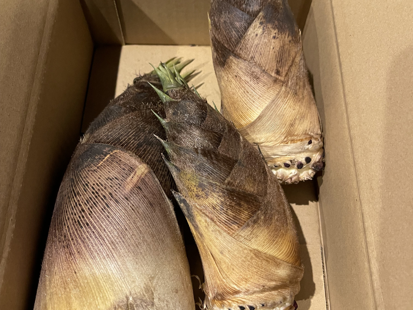 数量限定】【1.5kg】朝堀り！京都山城産たけのこ『やっこの