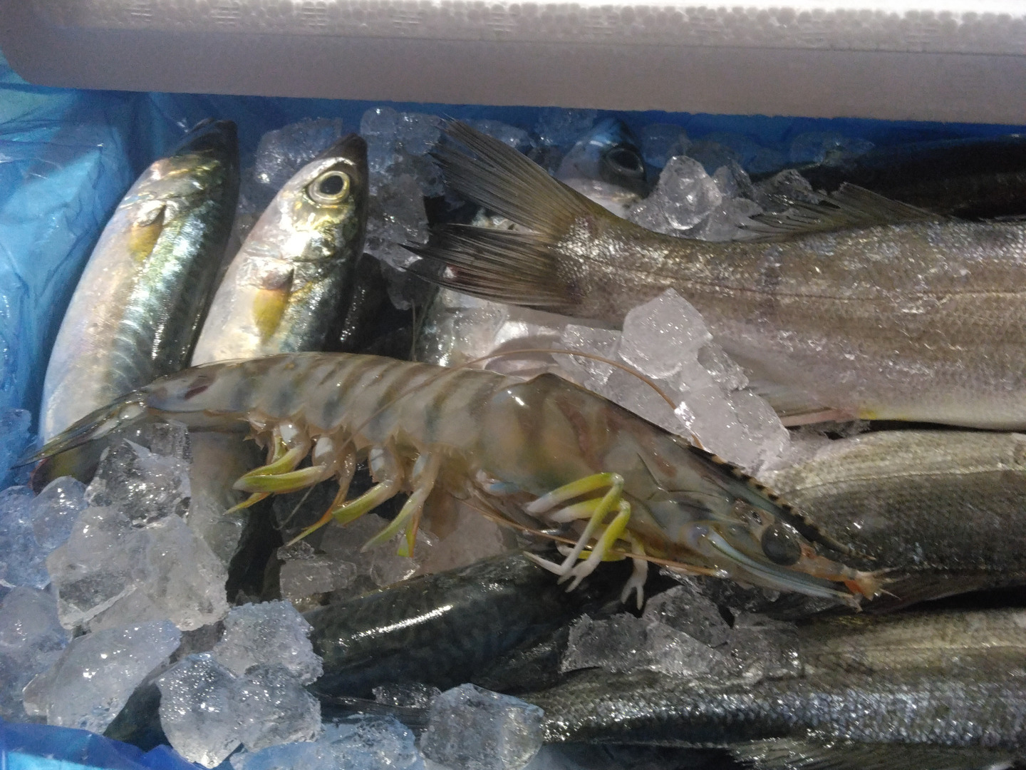 【新商品 レビュー溜まるまで30％OFF中】鮮魚セット ２ｋｇ入 魚介セット 小魚 未利用魚 低利用魚 定置網 刺身 刺し身焼き魚 煮魚  お魚詰め合わせ セッパ マイワシ　イシモチ 等まるごと