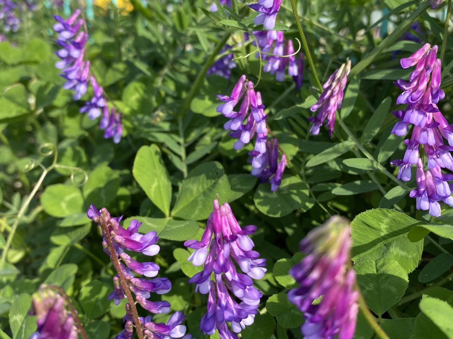 南国土佐の百花蜜 　(ネイリスト) 百花蜜 1000g 2本 長野県産 国産蜂蜜 生はちみつ セイヨウ