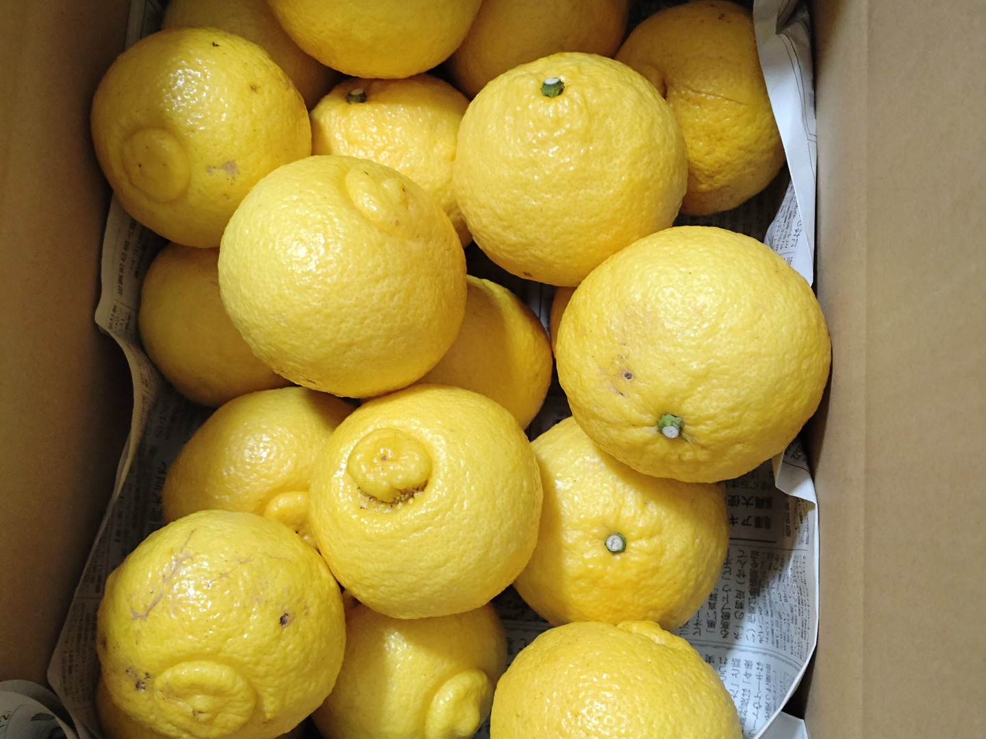 玄関先迄納品 広島県産 4.5kg(箱込み)：広島県産のみかん・柑橘類 はるか 果物