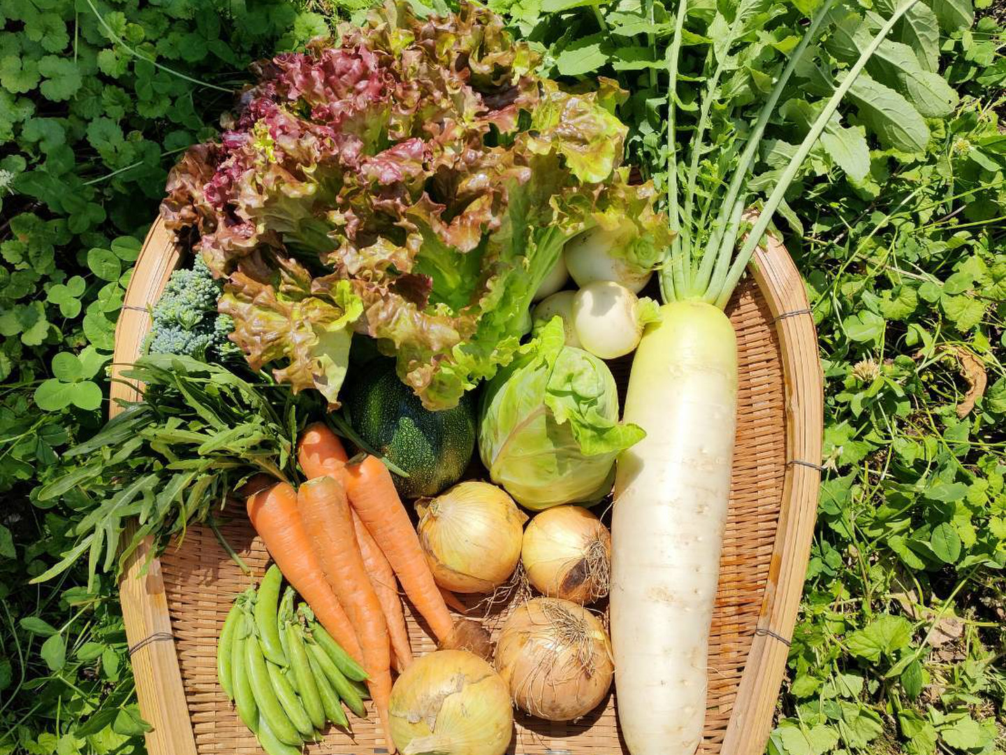 希少！旬の食材シリーズ7冊セット 野菜果物魚 希少！旬の食材シリーズ7冊セット 野菜果物魚 送料無料！【有機