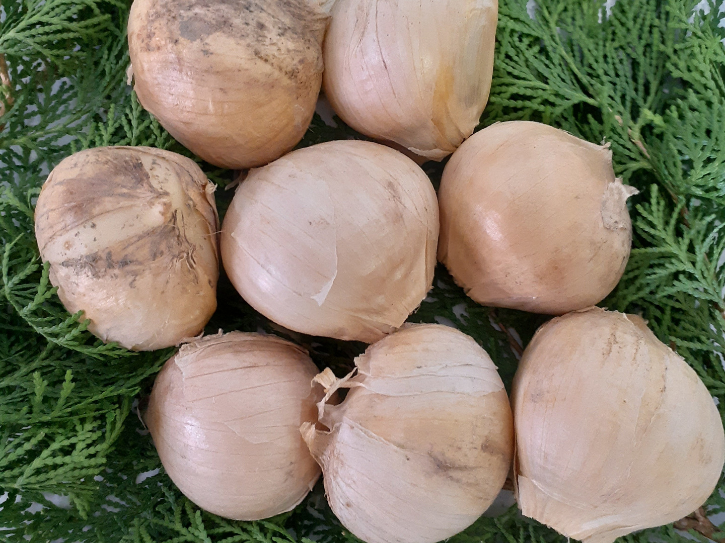 高知県産【高級食材♪葉ニンニク】5kg 農家直送！ 産地直送 野菜 Tpjt 金賞受賞】葉にんにく 1キロ 食欲そそる香り野菜：愛知県産の