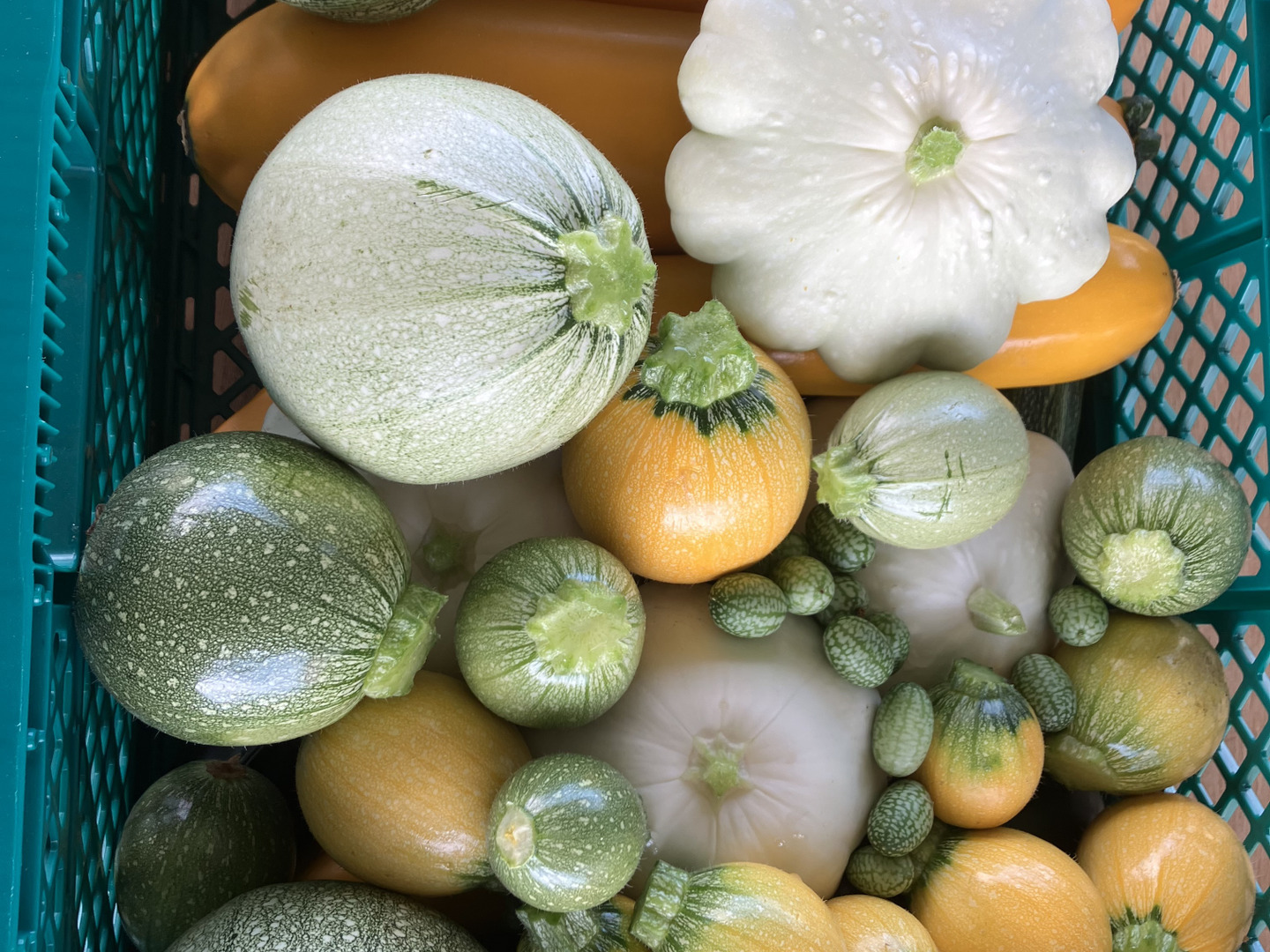 夏野菜 今の我が家の庭 今の有秋公園 #有秋公園 #新鮮野菜無人販売