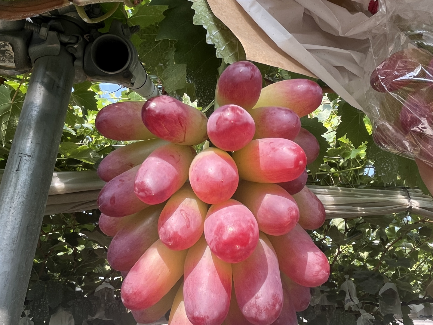 超希少品種 ぶどう マニキュアフィンガー 、マスカットノアールとセット宅急便 希少品種】【マニキュアフィンガー】1房 450g以上！ 贈答