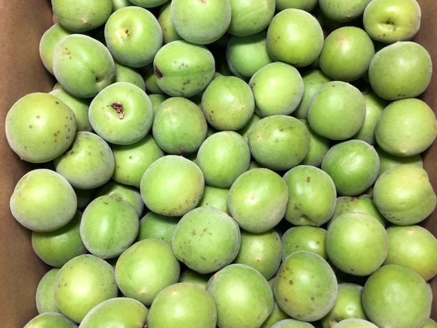 好評 紀州青梅 10kg「節減対象農薬：栽培期間中不使用」：和歌山県 果物