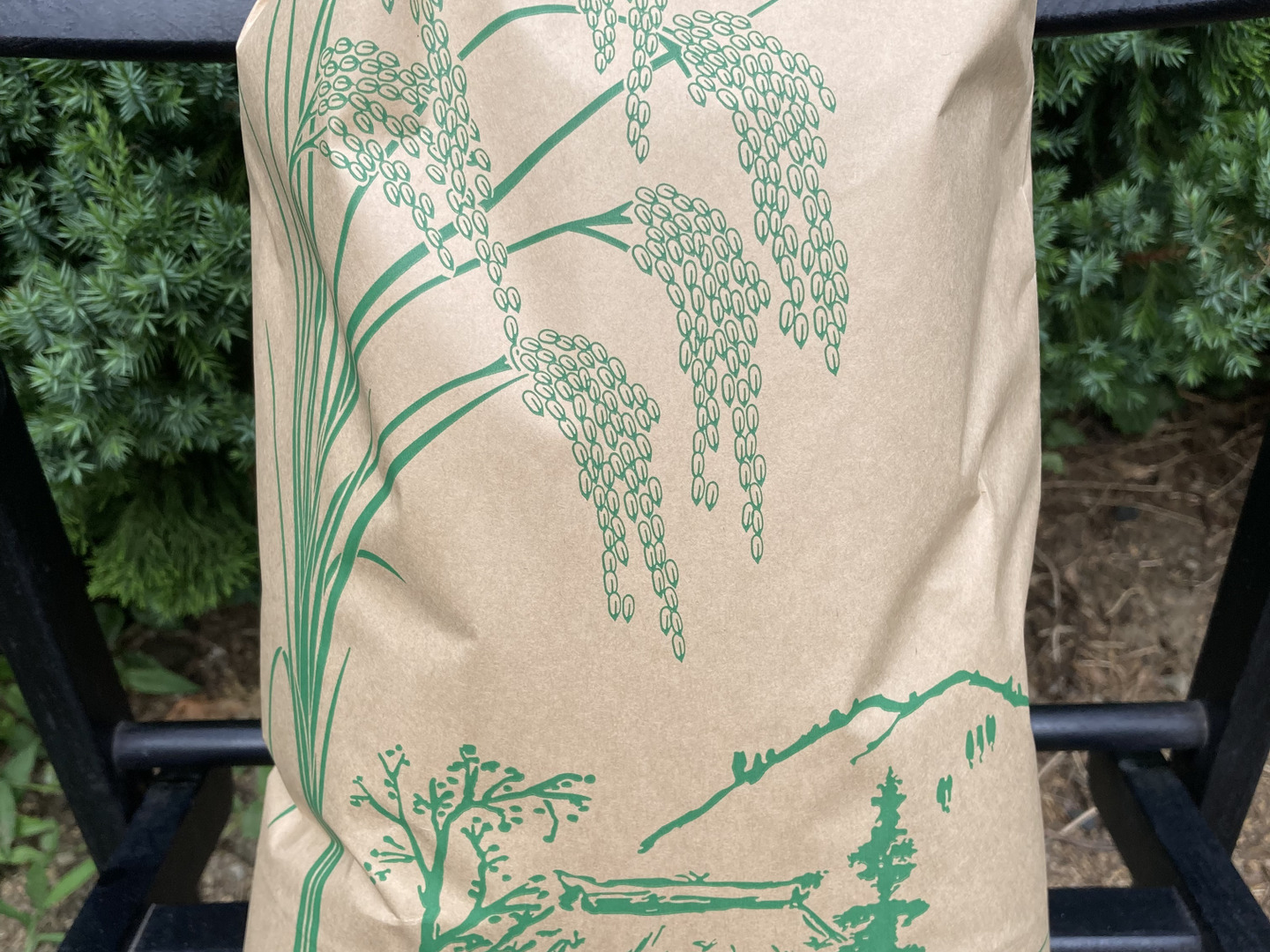 玄米】玄米といえば!茨城県産 ミルキークイーン 5kg【低 玄米】玄米といえば!茨城県産 ミルキークイーン 5kg【低