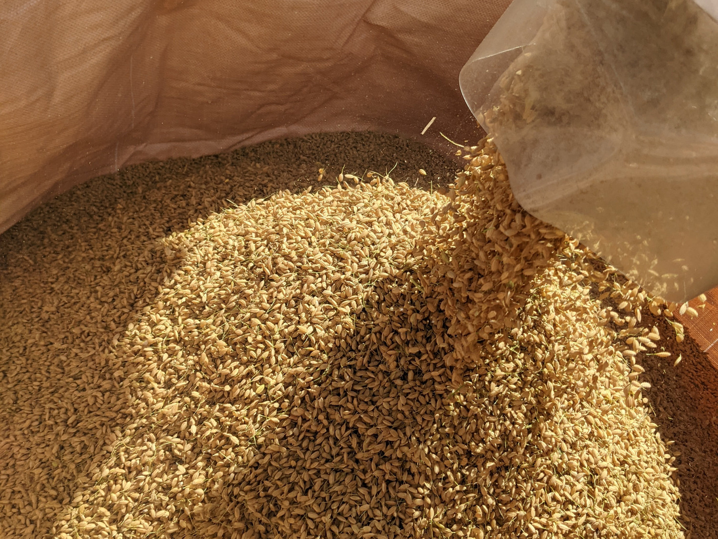 R6新米🌾】新品種 なつほのか 5kg 精米：長崎県産のお米｜食べ