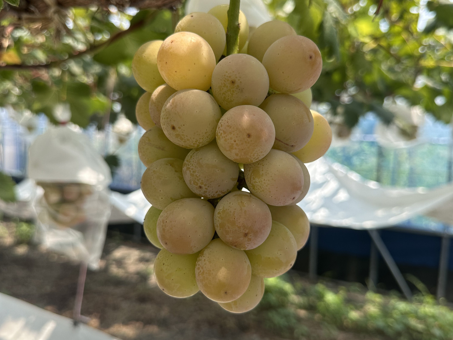 おいもちゃん出品クイーンニーナ 2kgとシャインマスカット2kg クイーンニーナとシャインマスカットの詰め合わせ🍇販売開始
