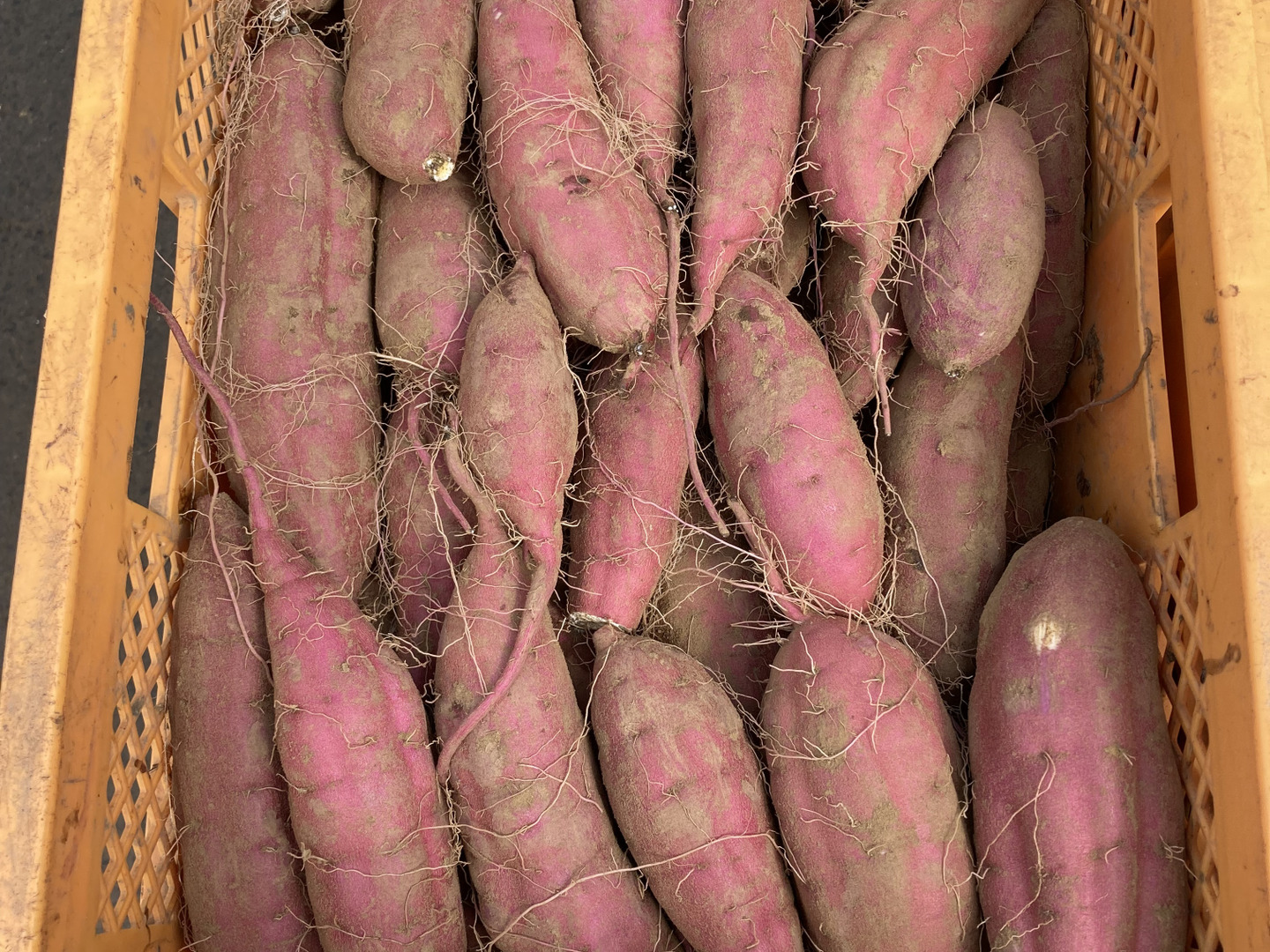 ねっとり甘い！熟成紅はるか Mサイズ 20kg さつまいも：茨城県産