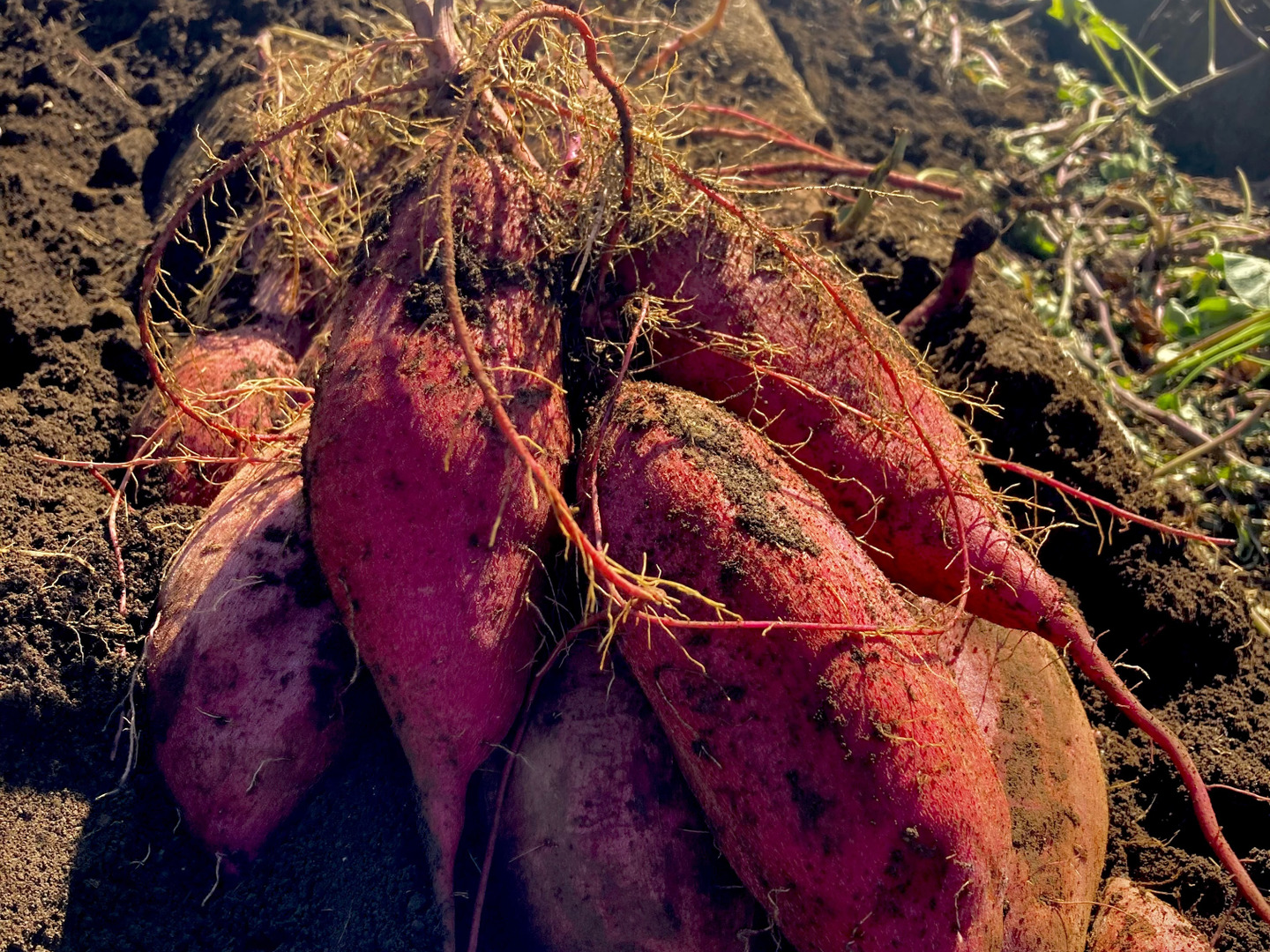 Amazon | 紅はるか 5kg 土付き 生芋 (M～2Lサイズ混合) 鹿児島県