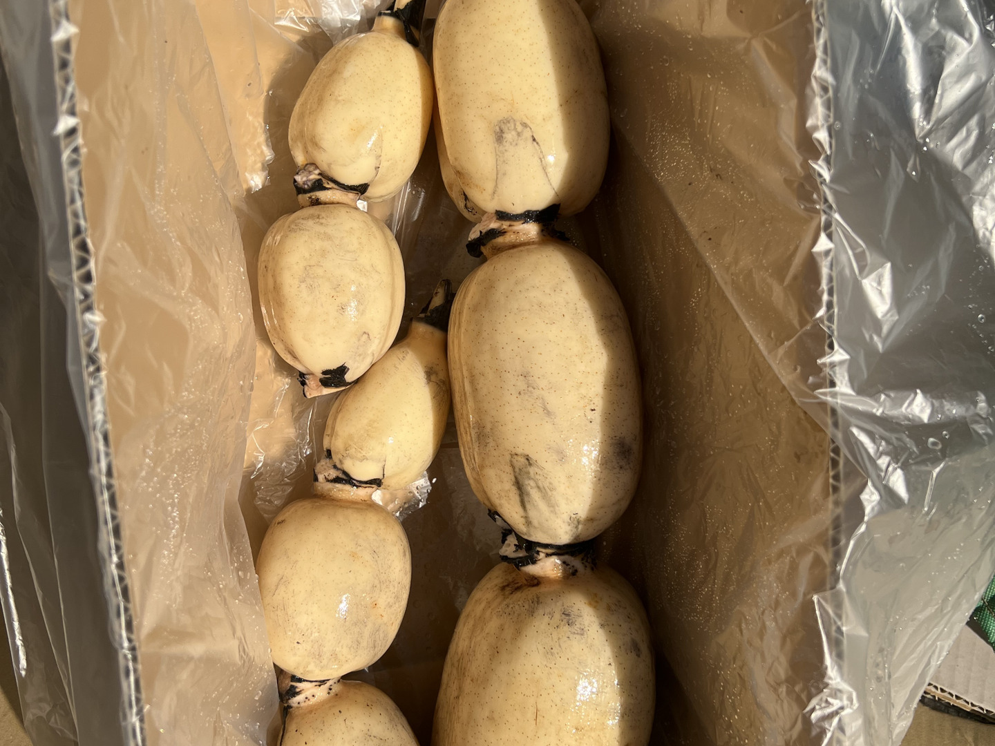 品数豊富！ bfb92ea2768f69f37540e0c225ea8a 野菜