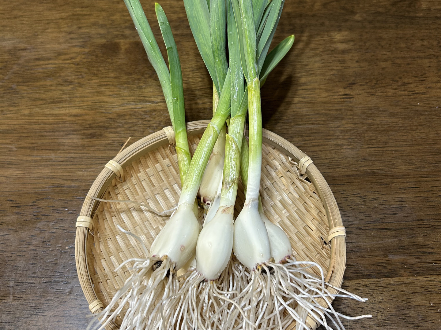 栄養満点！発芽にんにく30本【岐阜県郡上市産】：岐阜県産のその他