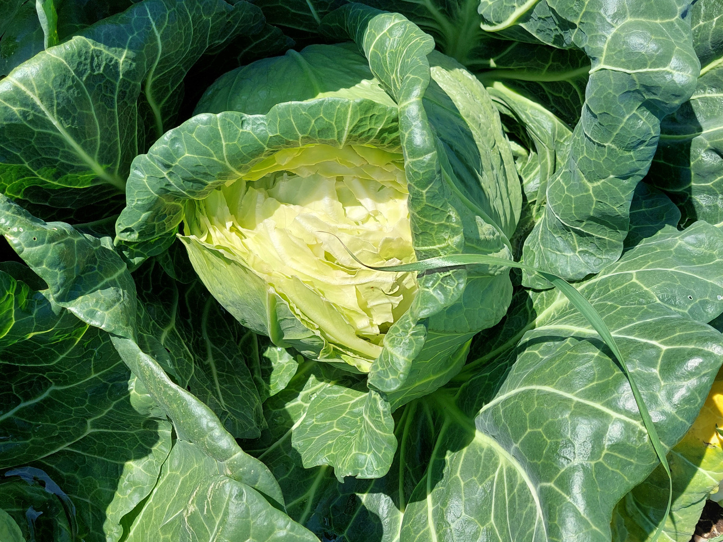 【別倉庫からの配送】 クール便 今が旬 サワ－キャベツ訳あり：愛知県産のその他 野菜