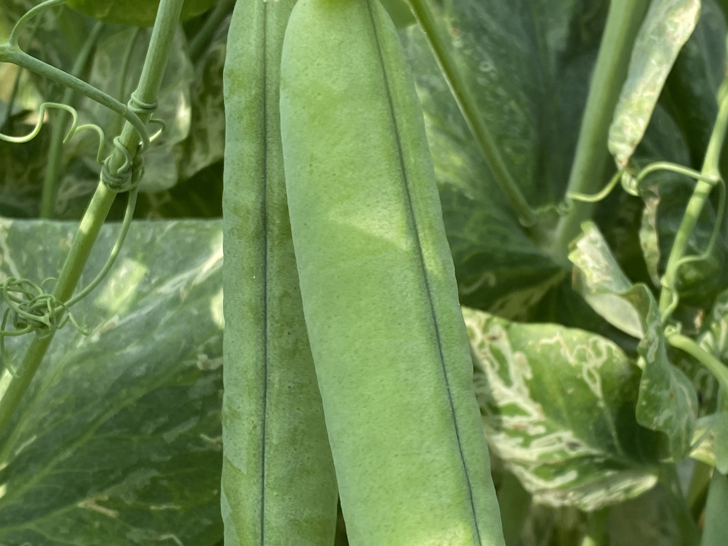 売れ筋がひ贈り物！ 4月下旬発送莢付きグリーンピース 5キロ：徳島県産のエンドウ 野菜