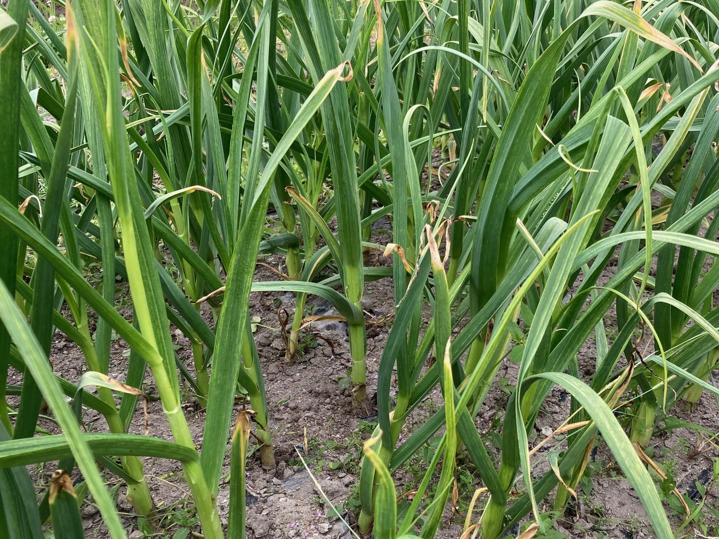 農薬不使用　兵庫県産　ミニ生にんにく　9Kg 生は今だけ農薬不使用兵庫県産ミニ生にんにく9Kg