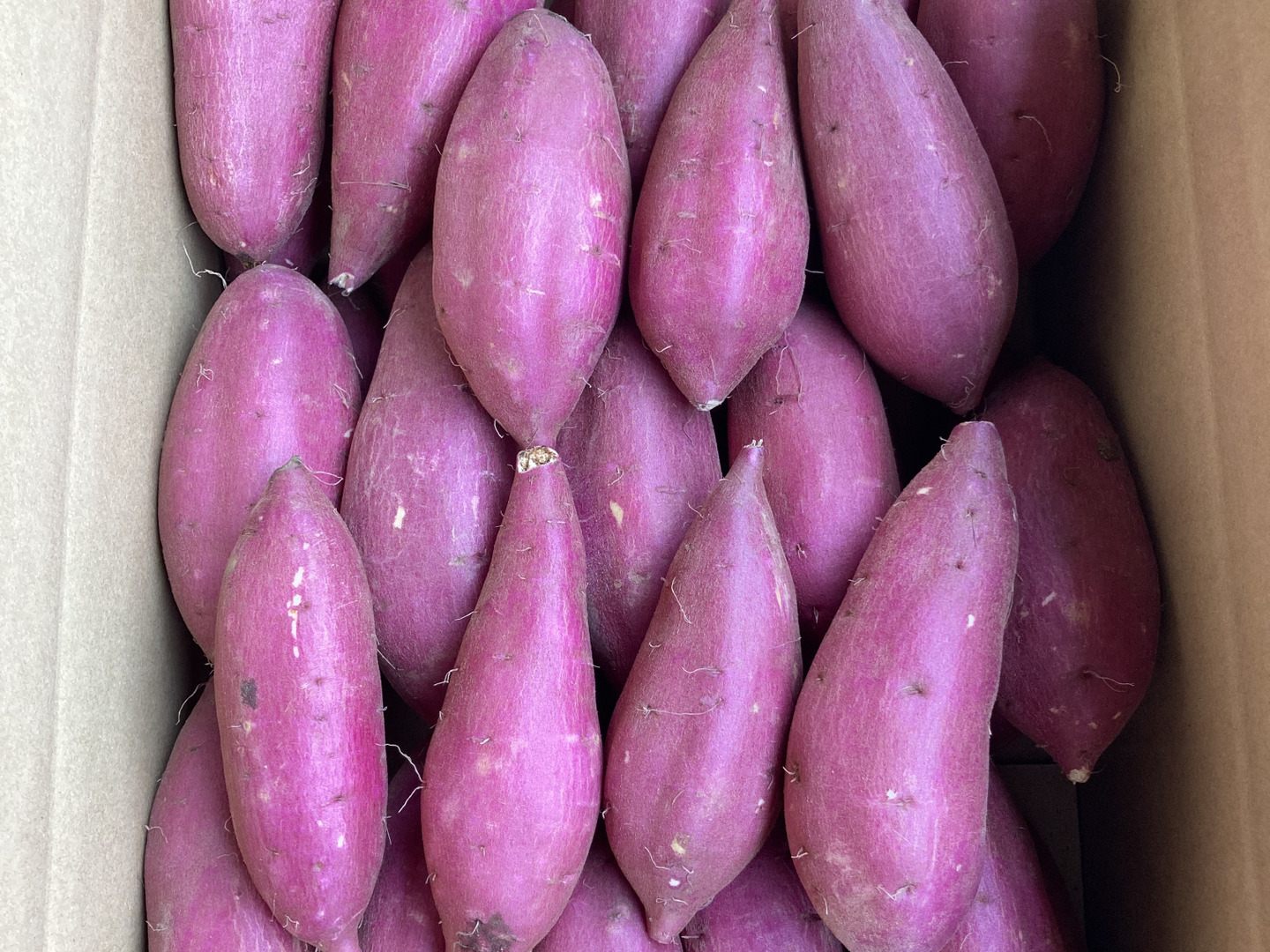 春早割 しっとり甘い熟成シルクスイート Sサイズ さつまいも：茨城 20kg 野菜