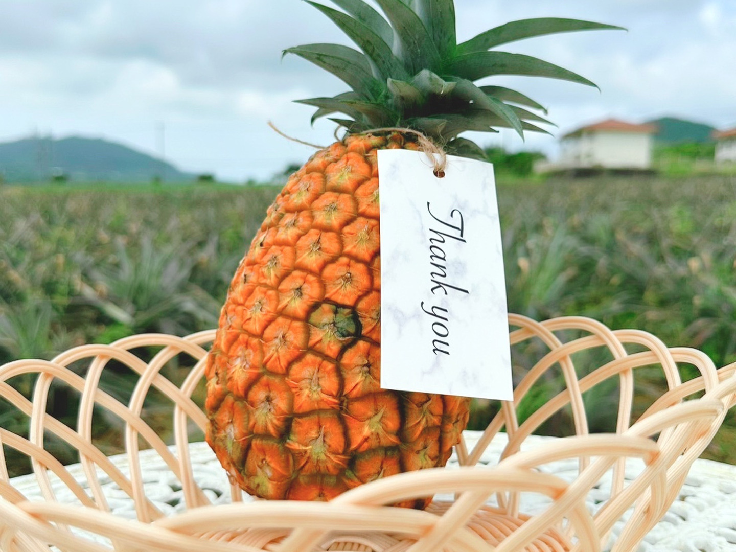 希少品種‼️】サンドルチェ•ホワイトココの食べ比べセット🍍😍限定販売