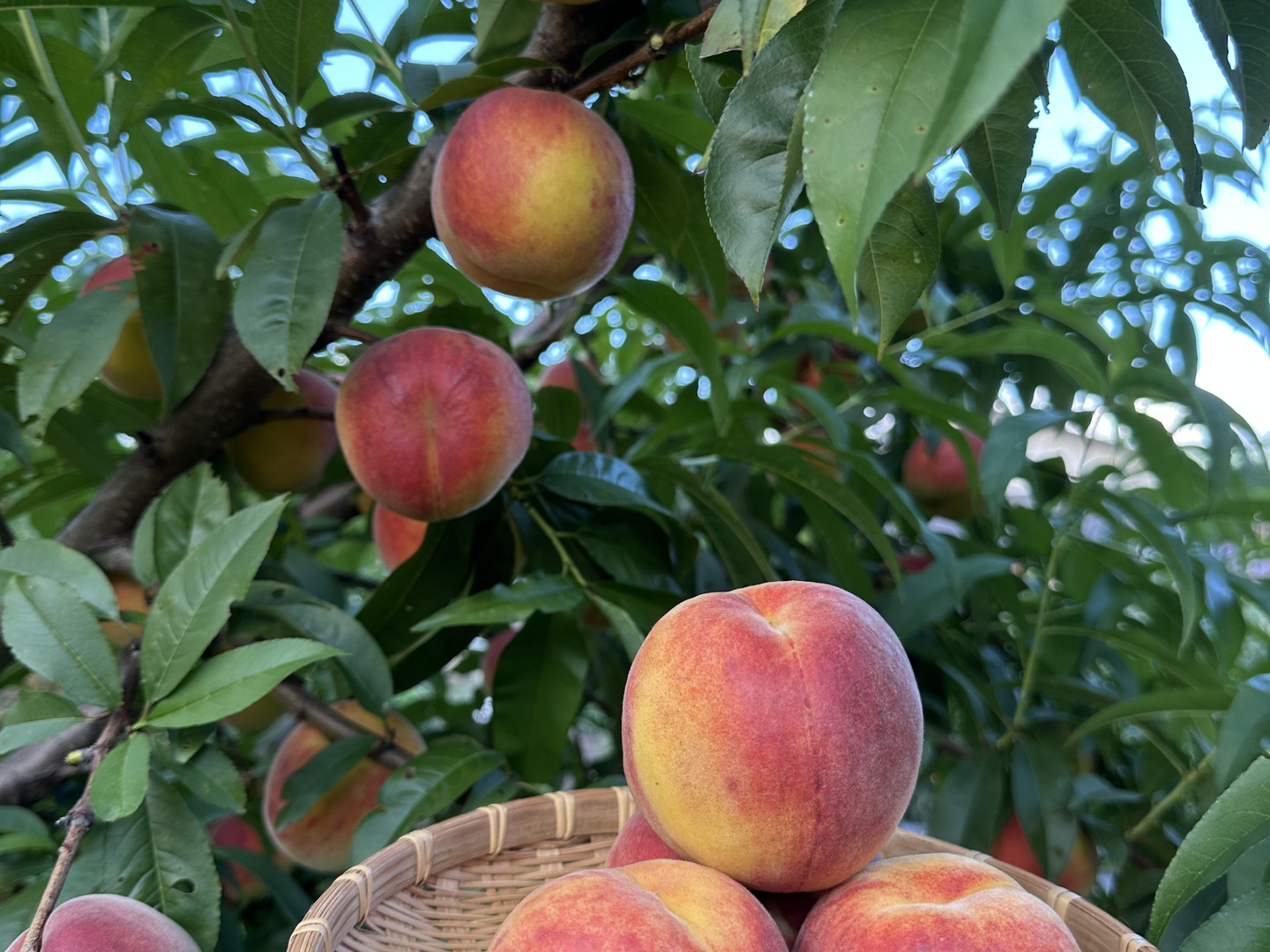 パリパリ食感のワッサー（北信濃産） 桃🍑とネクタリンの良い