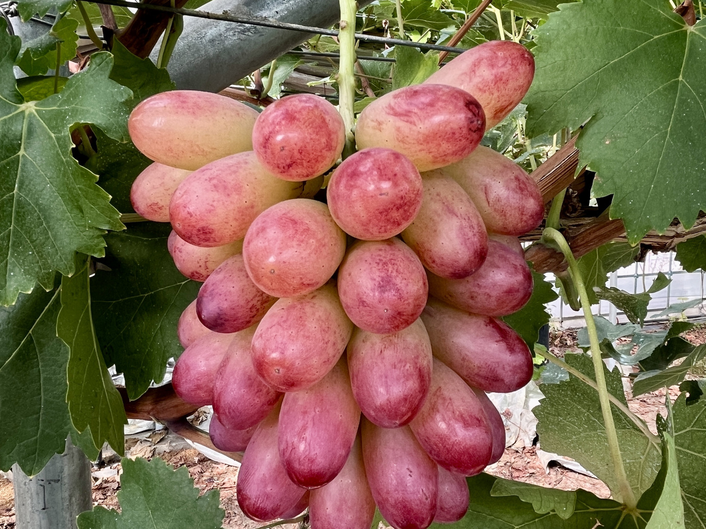 超希少品種 ぶどう マニキュアフィンガー 、マスカットノアールとセット宅急便 希少品種】【マニキュアフィンガー】1房 450g以上！ 贈答