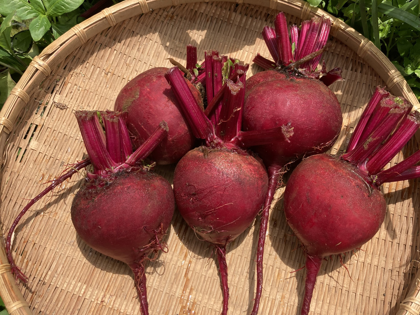長野県ビーツ　大玉　15kg ビーツ 大分県産 1kg 5〜10個入り：大分県産のデトロイト・ダーク