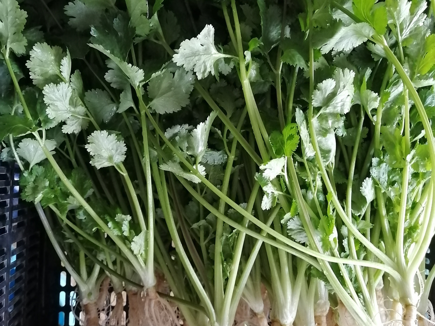 新鮮なパクチー5キロ パクチーの通販・お取り寄せ商品｜野菜｜ポケットマルシェ｜産地